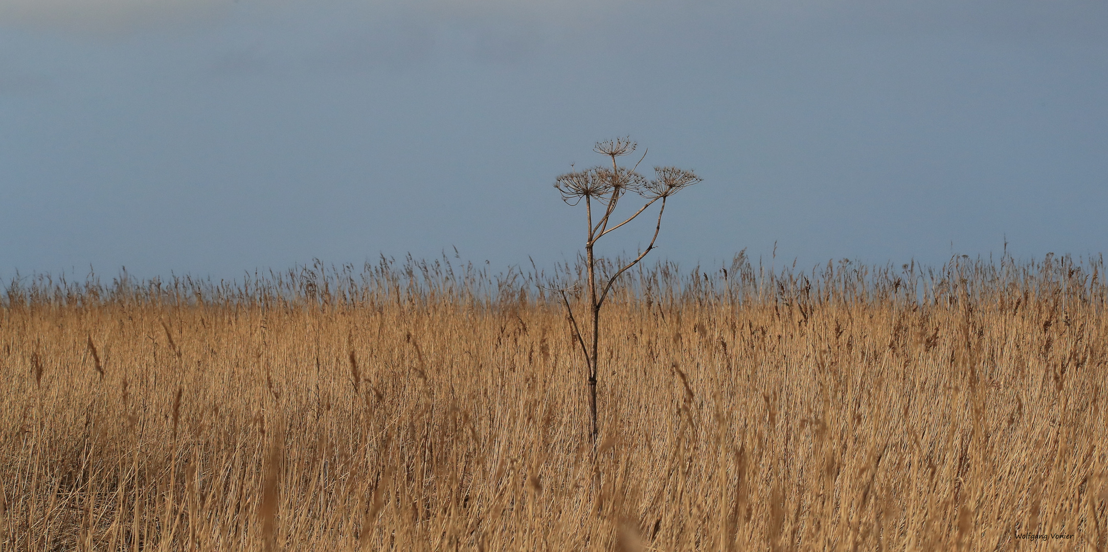 Sylt-Reet und Schilf am Morsum Kliff