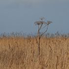 Sylt-Reet und Schilf am Morsum Kliff