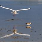 SYLT - Reflections @ Lift-off