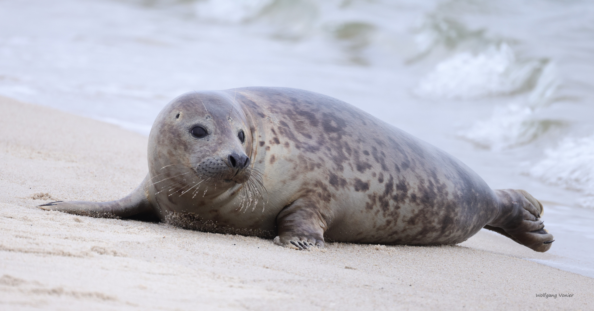 Sylt- Robbe