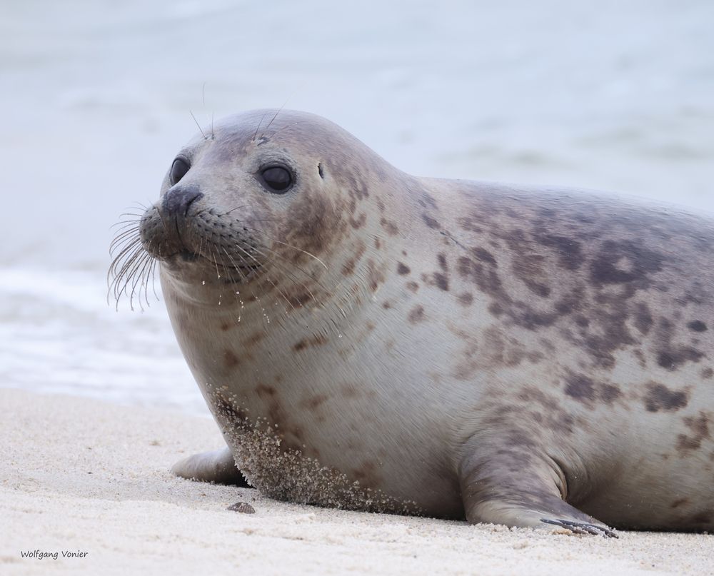 Sylt- Robben auf dem Ellenbogen