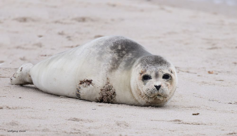 Sylt- Robben auf dem Ellenbogen