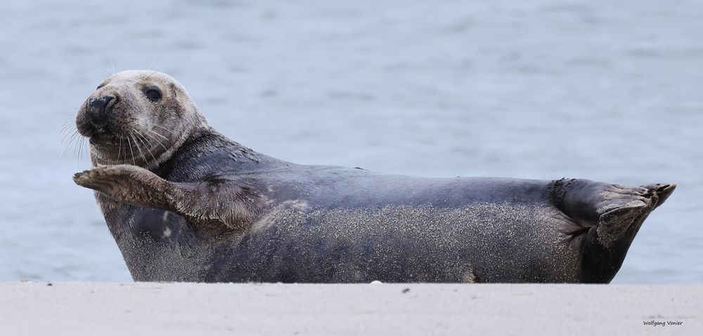 Sylt- Robben auf dem Ellenbogen