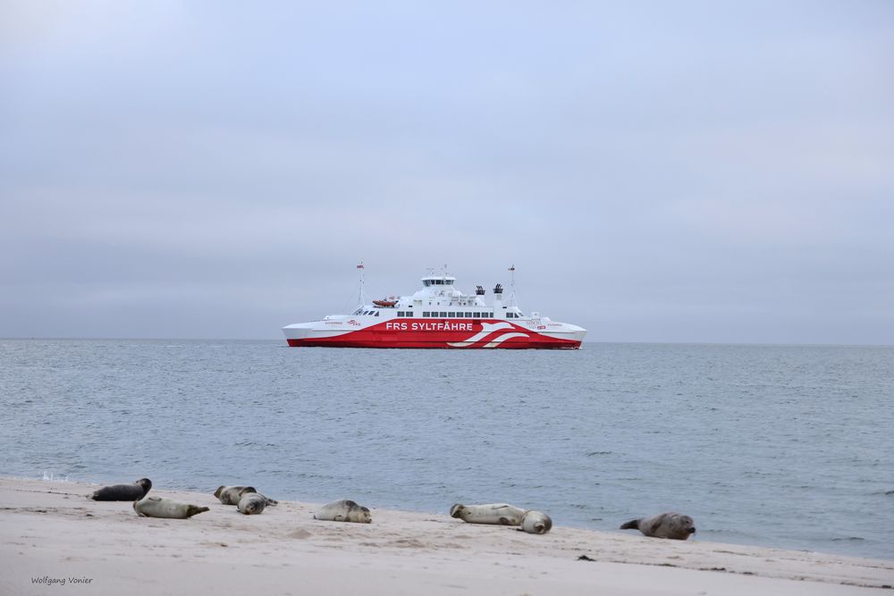 Sylt- Robben auf dem Ellenbogen