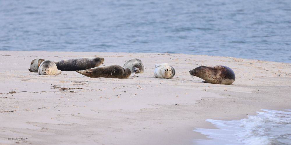 Sylt- Robben auf dem Ellenbogen