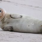 Sylt- Robben auf dem Ellenbogen