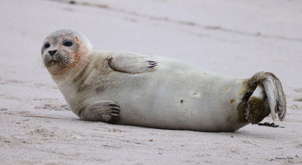 Sylt- Robben auf dem Ellenbogen