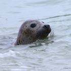 Sylt- Robben auf dem Ellenbogen