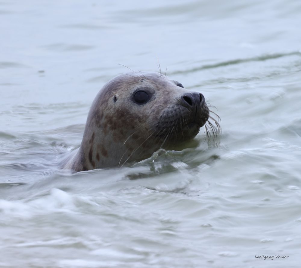 Sylt- Robben auf dem Ellenbogen