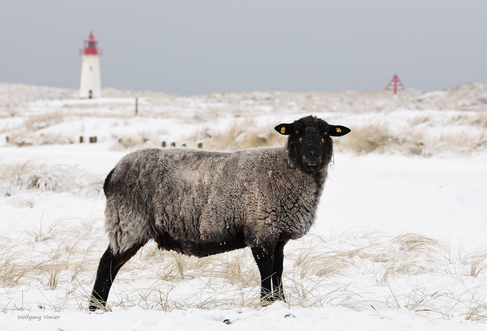 Sylt  Schaf auf dem Ellenbogen