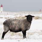 Sylt  Schaf auf dem Ellenbogen