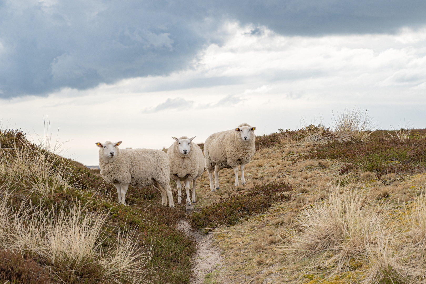 Sylt - Schaf