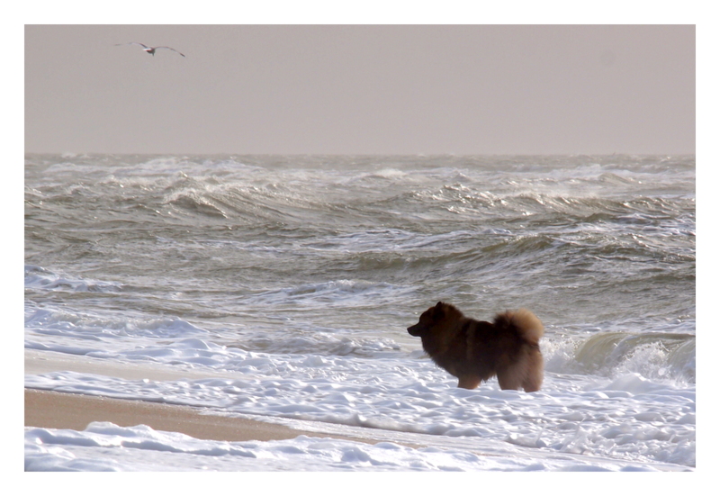 SYLT "Sea Lion" Leo , Eurasier