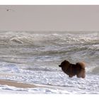 SYLT "Sea Lion" Leo , Eurasier