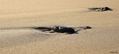 Sylt-Steine am Strand