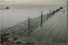 SYLT Stellnetz- und Reusenfischerei im Watt