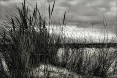 SYLT - Strandhafer