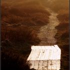 SYLT ... the dog walk to / from the beach ...