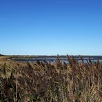 Sylt (...wann werd' ich dich wieder seh'n?), am Wattenmeer - durch's Schilf