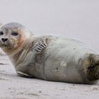 Sylt-weiblicher Seehund  