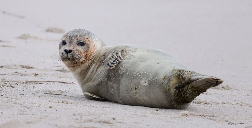 Sylt-weiblicher Seehund  