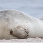 Sylt- weiblicher Seehund 