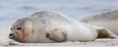 Sylt- weiblicher Seehund 