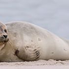 Sylt- weiblicher Seehund 