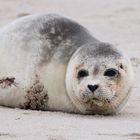 Sylt- weiblicher Seehund 