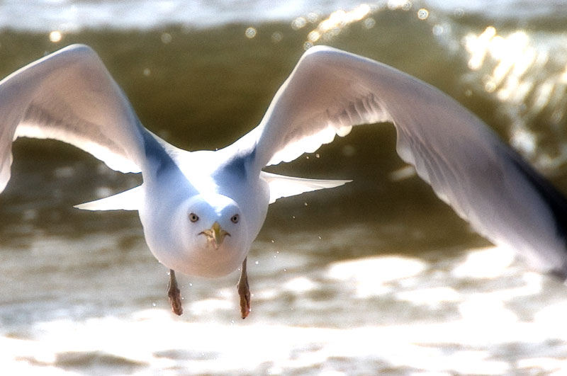 sylt, westerland