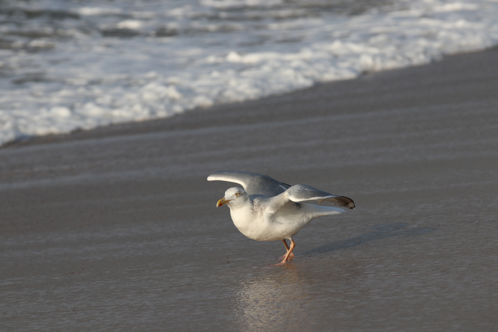 Sylt Westerland 