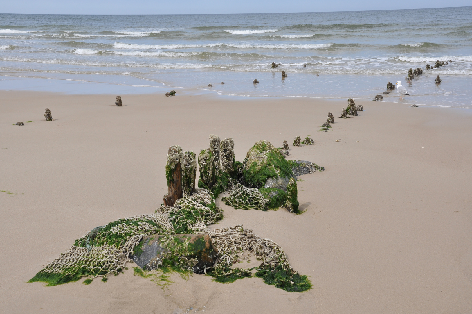 Sylt - Westerland - Strandgut