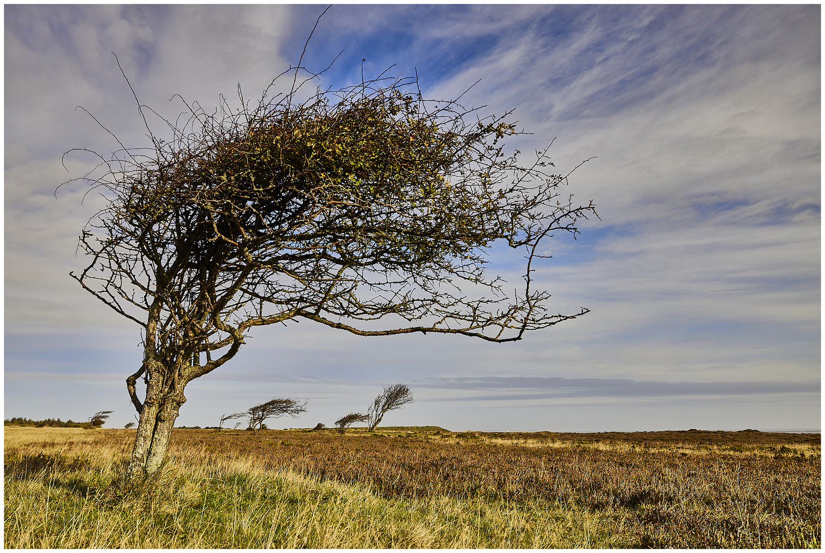 SYLT - Windflüchter