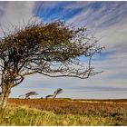 SYLT - Windflüchter