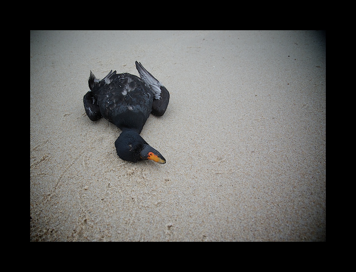 Sylt Winter