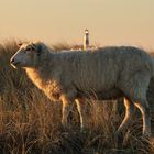  Sylt/Ellenbogen 