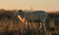  Sylt/Ellenbogen 