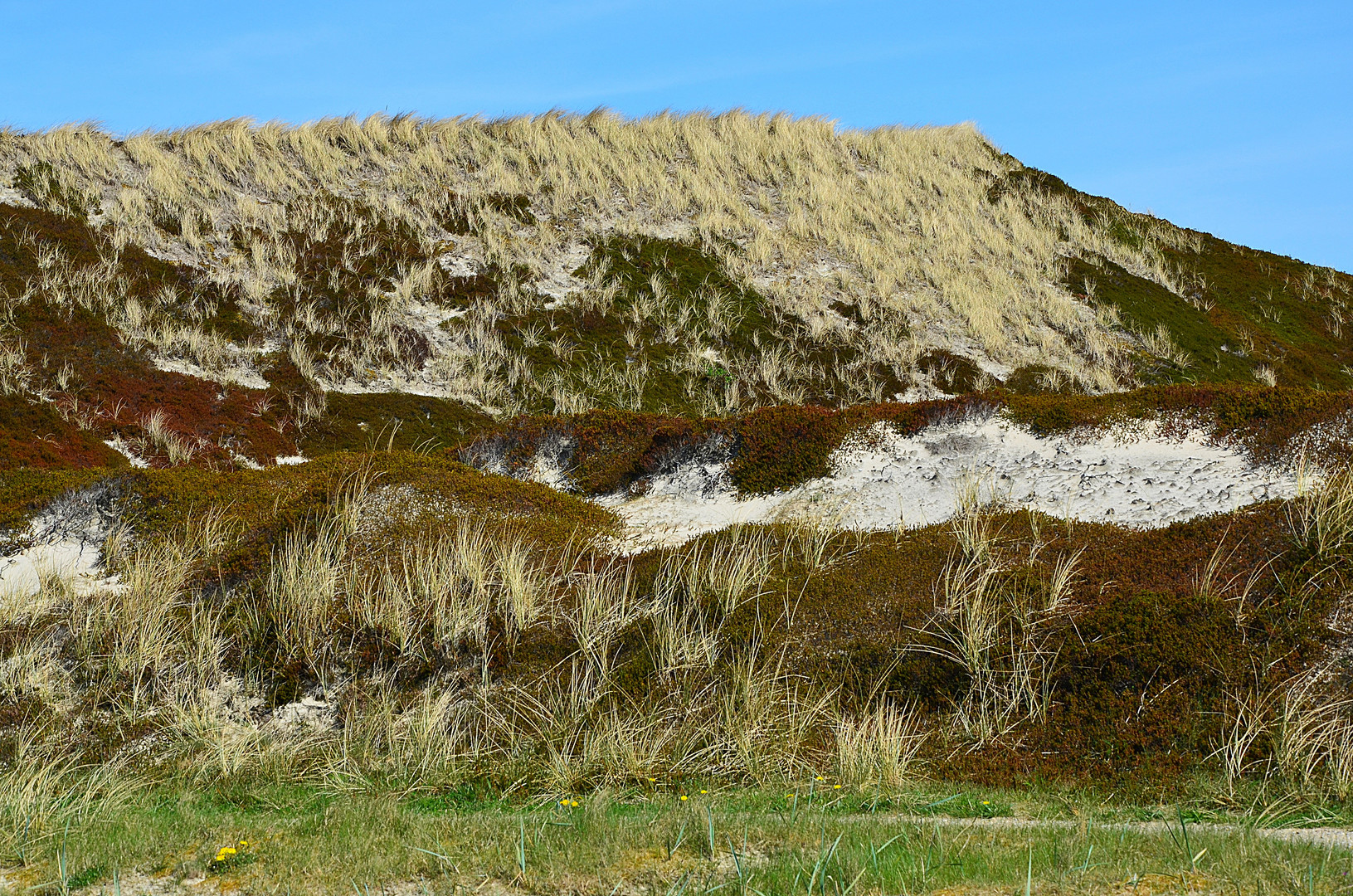 Sylter Dünenlandschaft