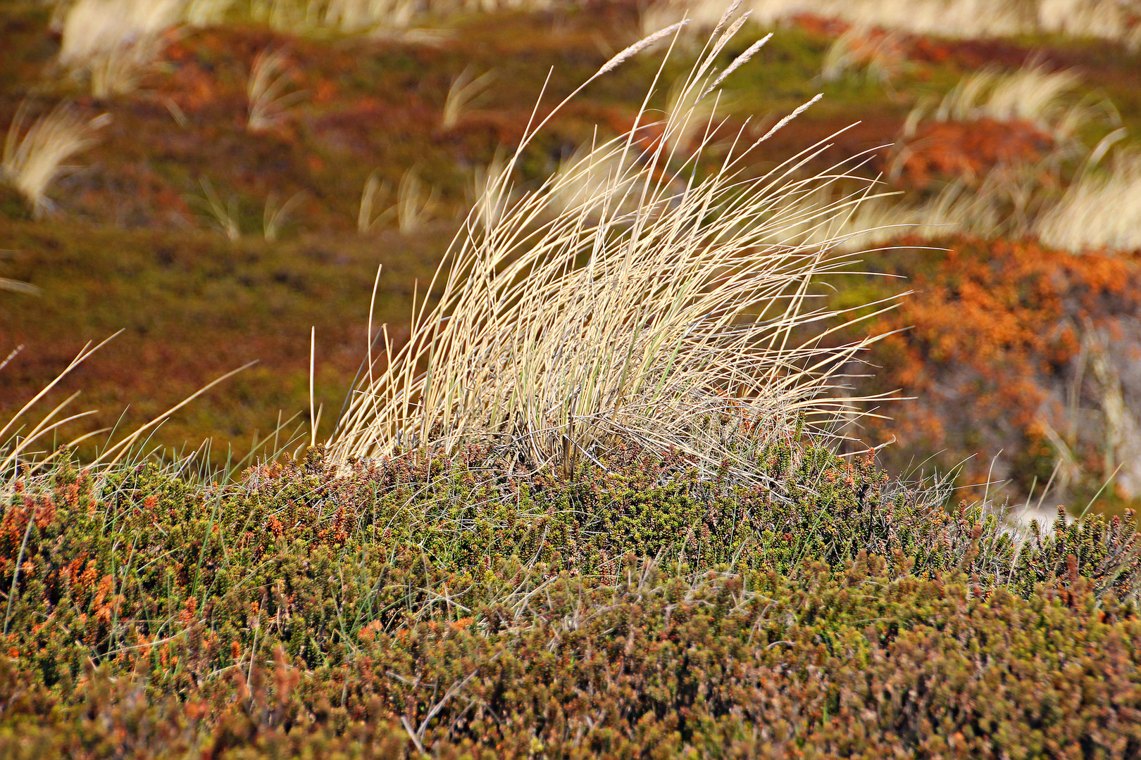 Sylter Herbstfarben