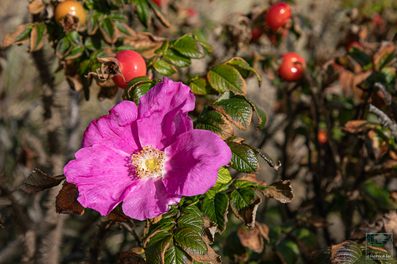 Sylter Rose Foto & Bild world, landschaften, wolken Bilder auf