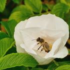 Sylter Rose (Rosa Rugosa) hatte Besuch von einer Biene