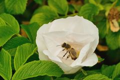 Sylter Rose (Rosa Rugosa) hatte Besuch von einer Biene