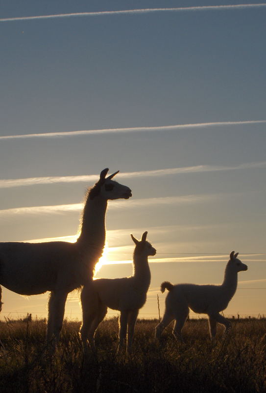 Sylter Sonnenuntergang mit Lamas