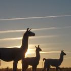 Sylter Sonnenuntergang mit Lamas