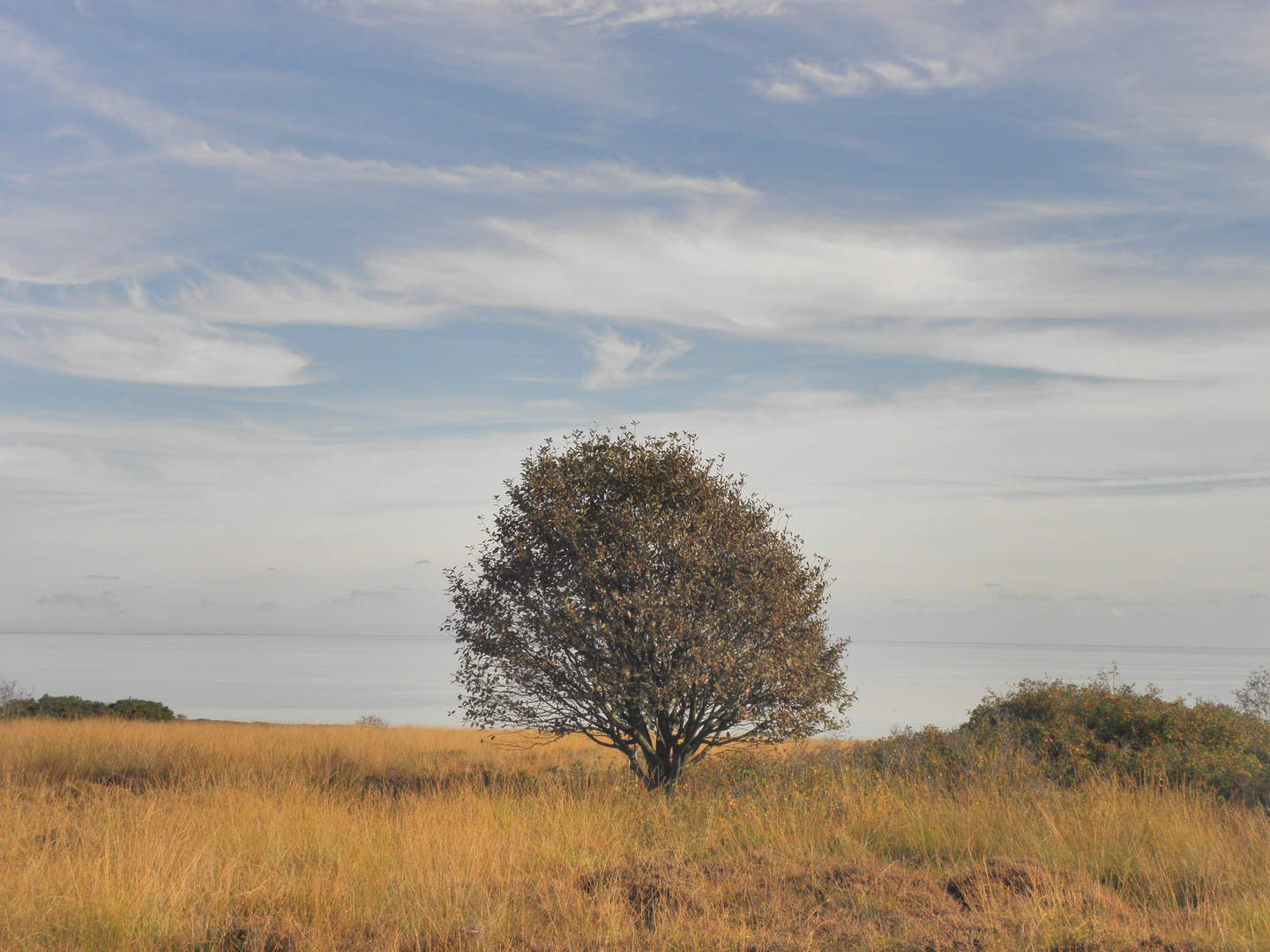 Sylter Steppe