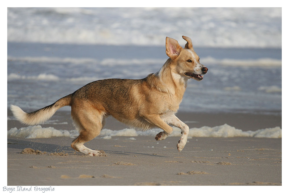 Sylter Strandhund ;-)