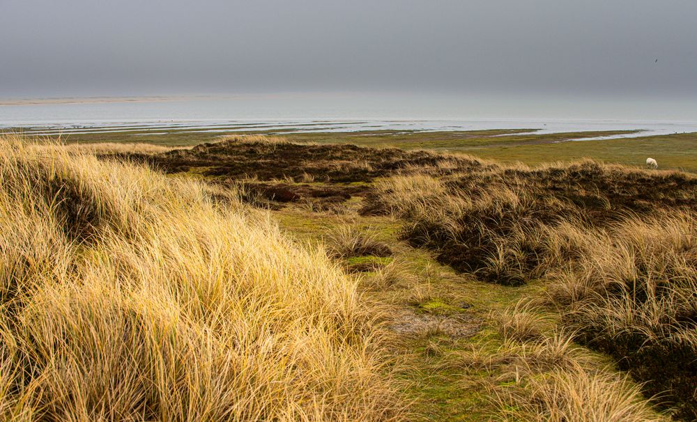 Syltlandschaft.                                     DSC_7742