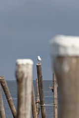 Sylt.....Möwe