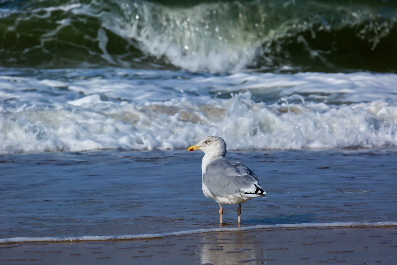 Sylt_Moewe_3803