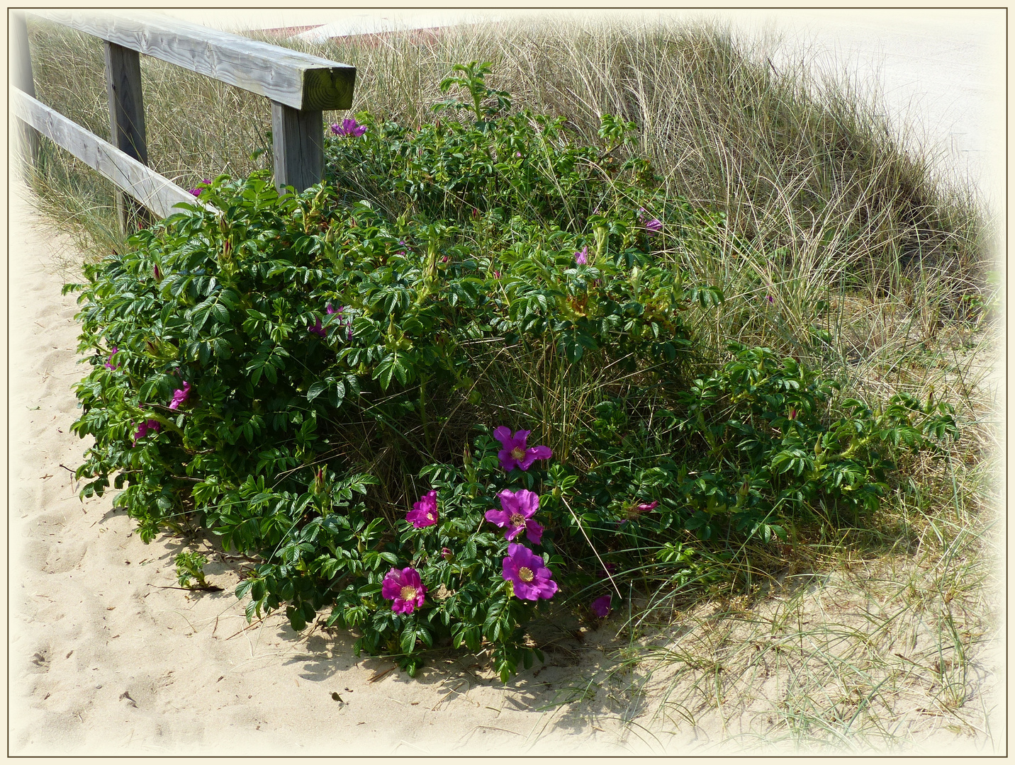 Syltrosen auf dem Weg zum Strand